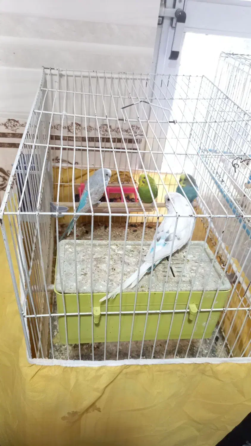 مرغ عشق|پرنده|کنارک, |دیوار