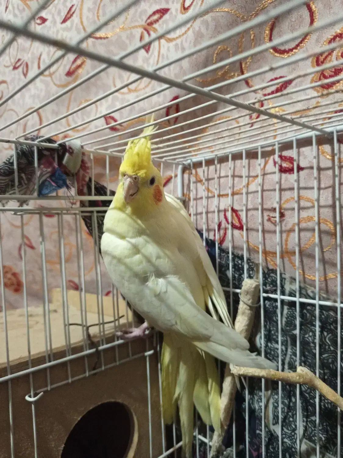 عروس هلندی یک جفت|پرنده|نگین شهر, |دیوار