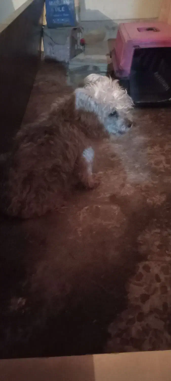 حیوان خانگی|سگ|تهران, پاسداران|دیوار