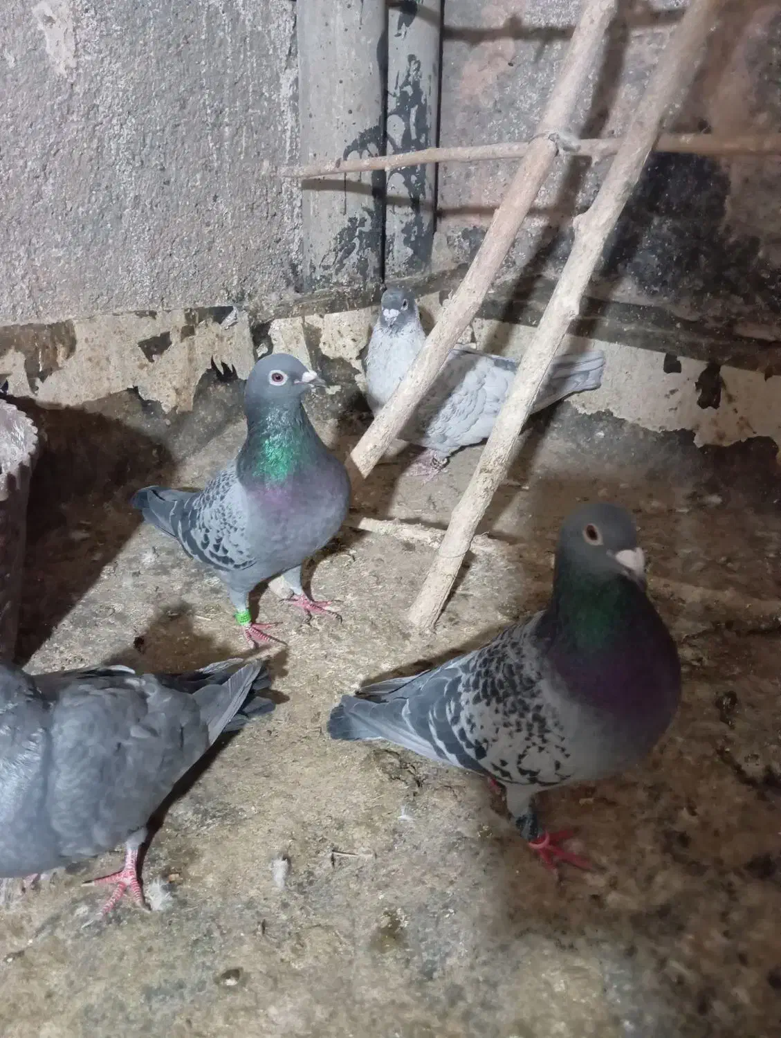 کفتر سبز|پرنده|سبزوار, قاضی زاد|دیوار