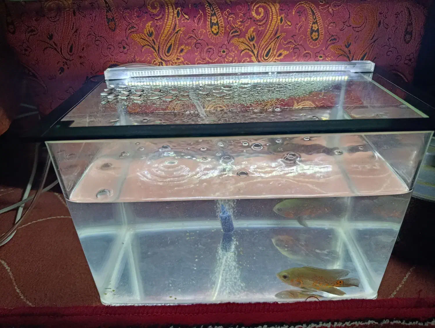 آکواریوم|ماهی|مشگین شهر, |دیوار