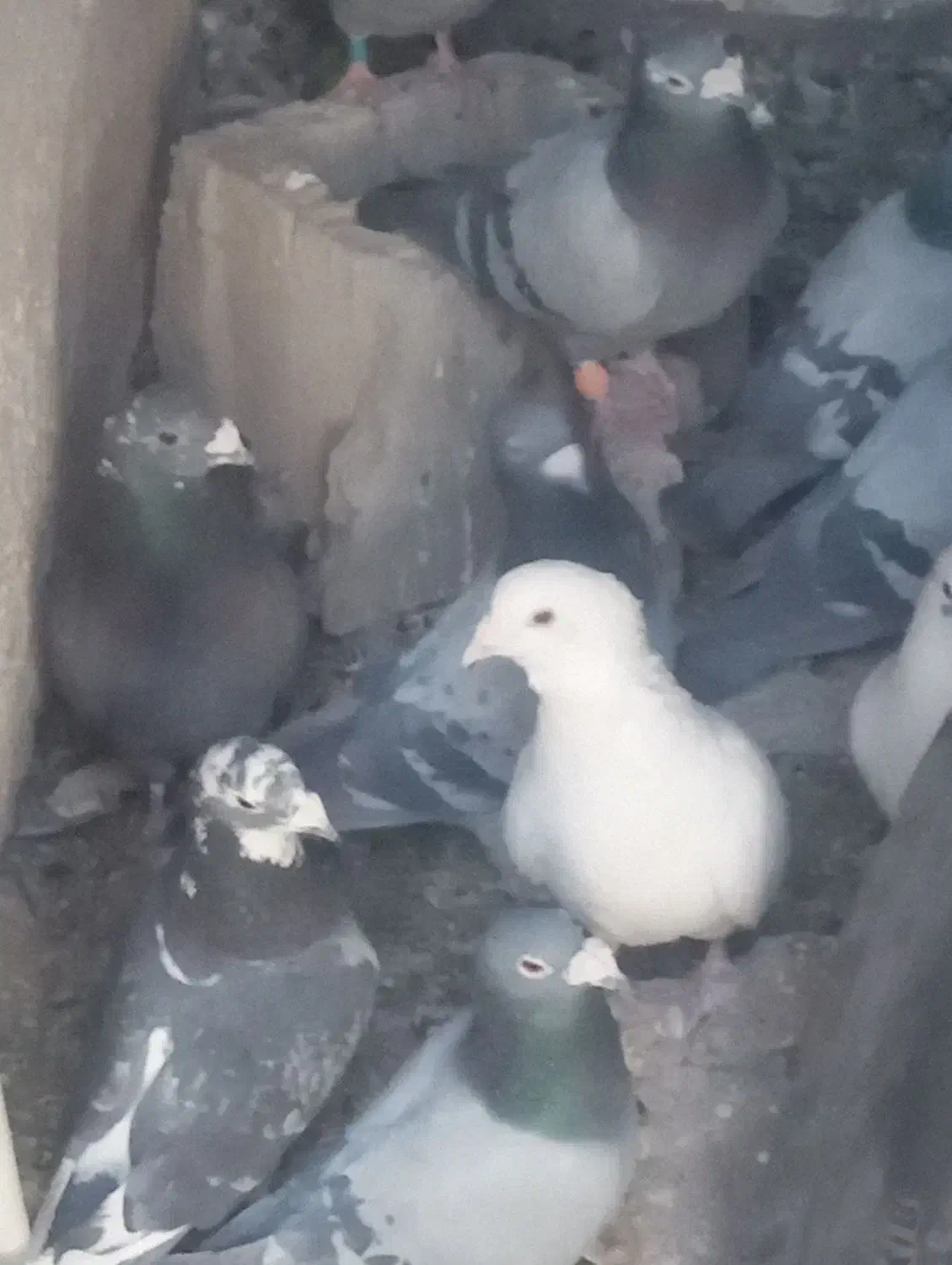 بیستون دوسه تا نر پلاکی مرغ و بپر|پرنده|بردسیر, |دیوار