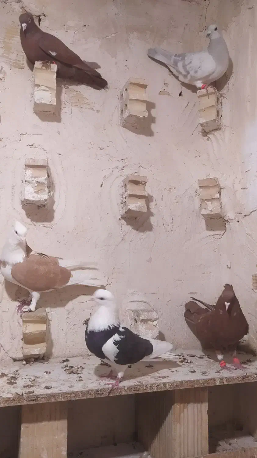 کبوتر|پرنده|فشاپویه, |دیوار