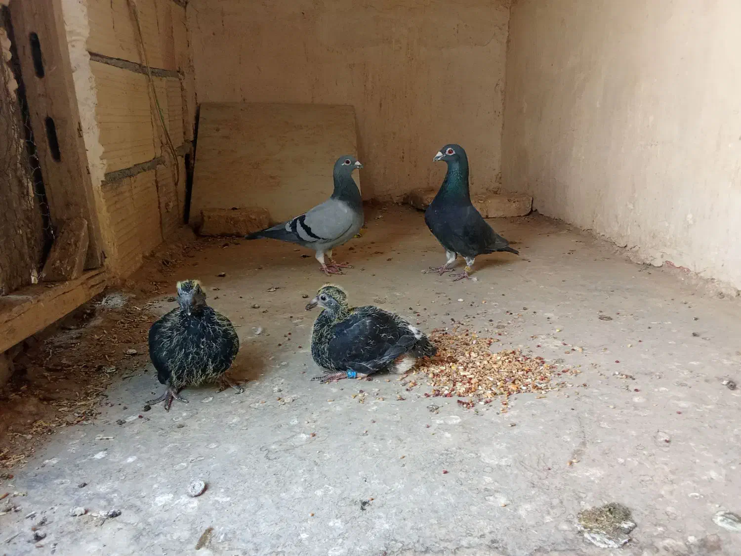 کبوتر‌پلاکی‌مسافتی|پرنده|درگز, |دیوار