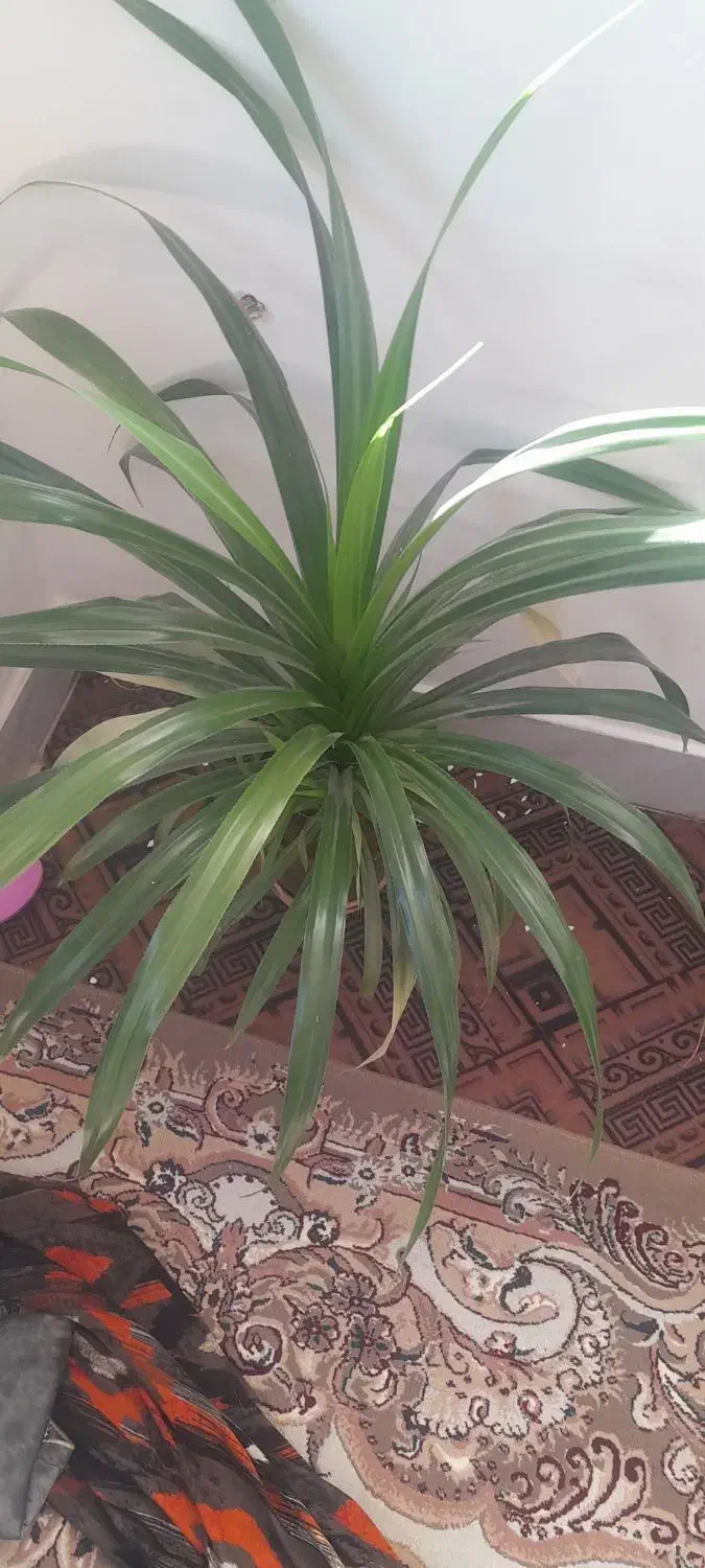 گل فروشی|گل و گیاه طبیعی|لردگان, |دیوار