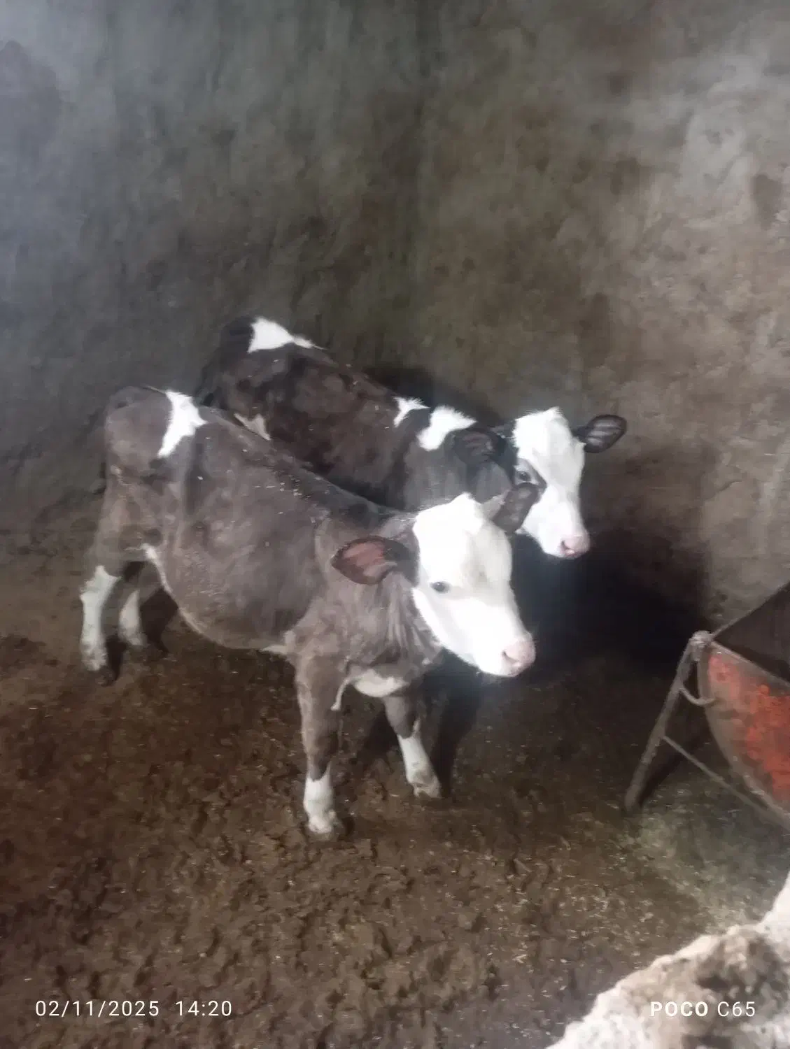 گوساله سمینتال نر ماده|حیوانات مزرعه|دوزین, |دیوار