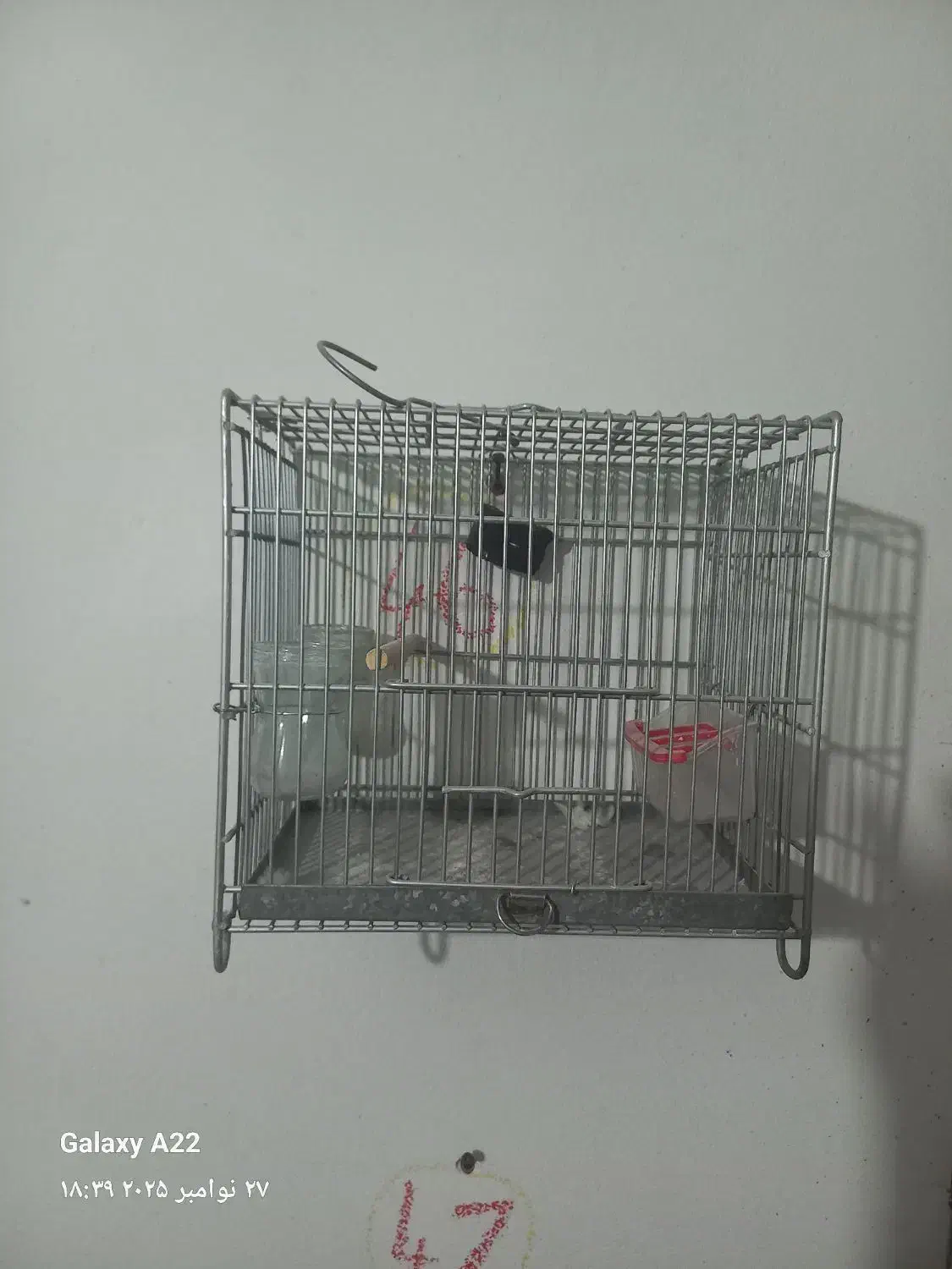 قفس سهره غلامی|لوازم جانبی حیوانات|فسا, |دیوار