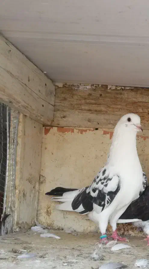 کبوتر پرشی|پرنده|قائمشهر, |دیوار