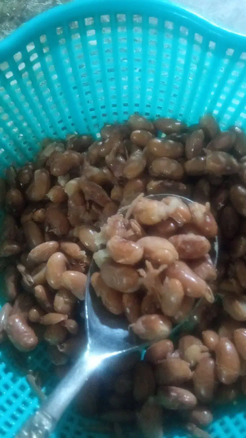 لوبیا چیتی ازبکی|خوردنی و آشامیدنی|شیراز, شهرک مطهری|دیوار