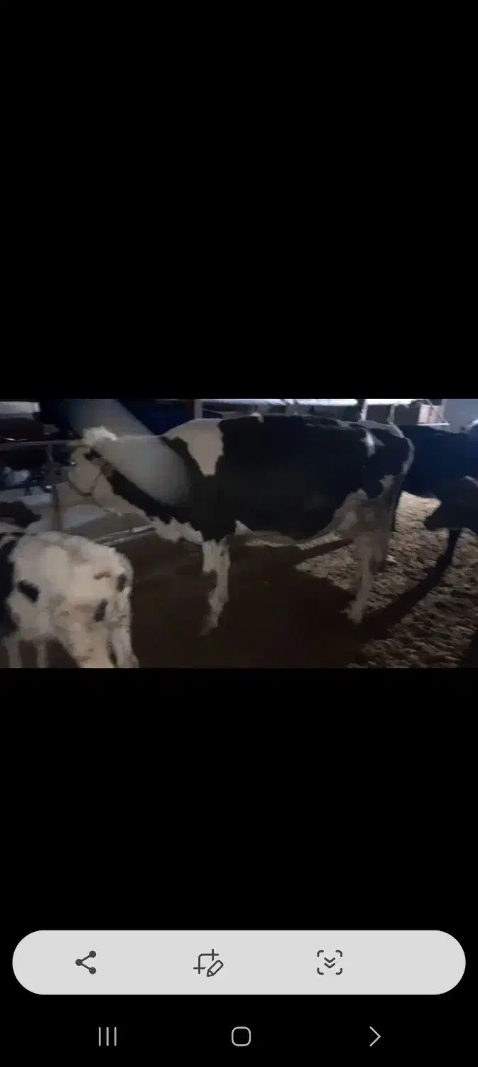 گاو وگوساله سیمینتال|حیوانات مزرعه|ماهیدشت, |دیوار