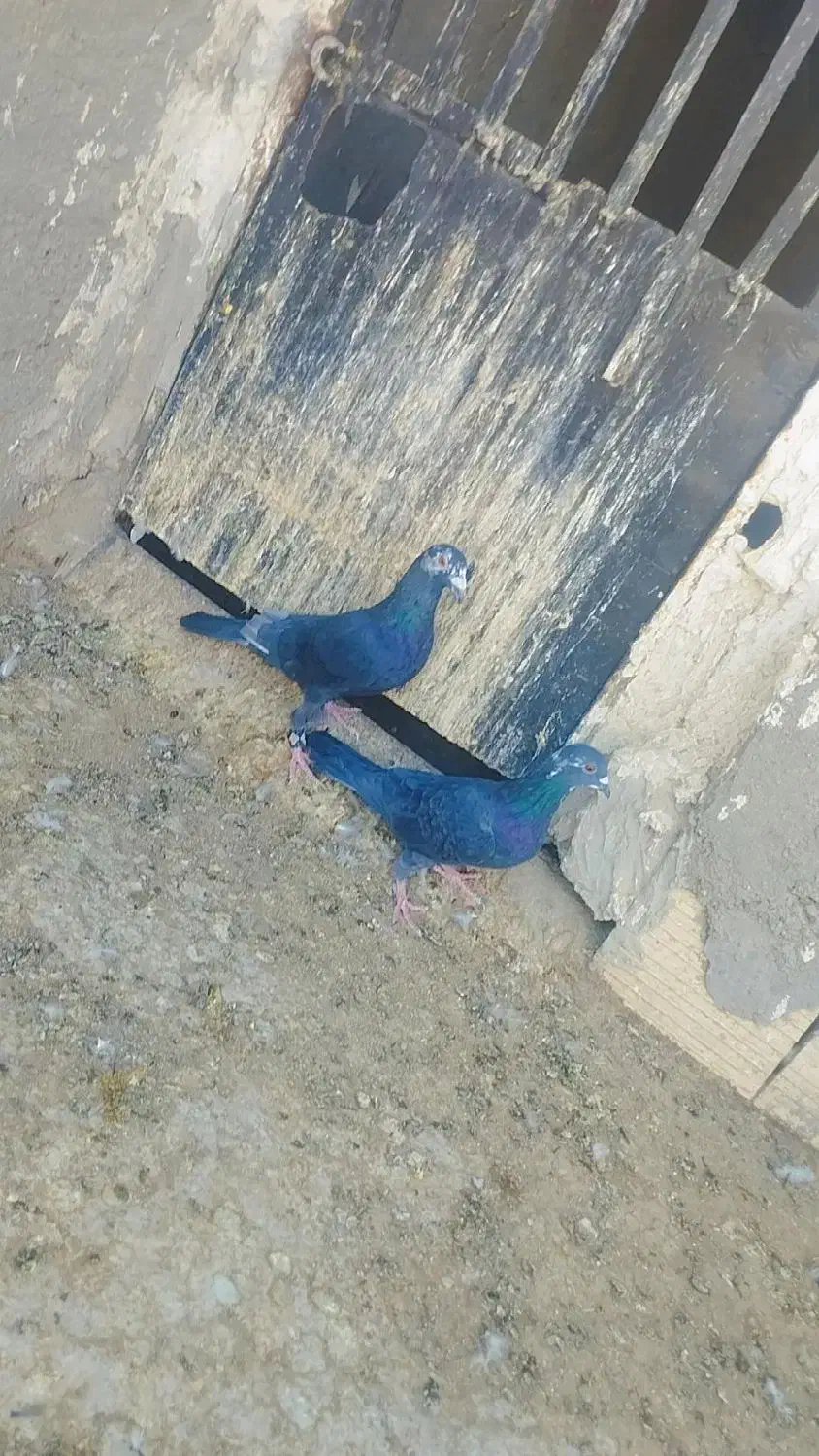 کبوتر|پرنده|زاهدان, |دیوار