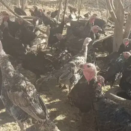 تخم نطفه دار بوقلمون برنز انگلیس اصل|حیوانات مزرعه|تهران, صادقیه|دیوار