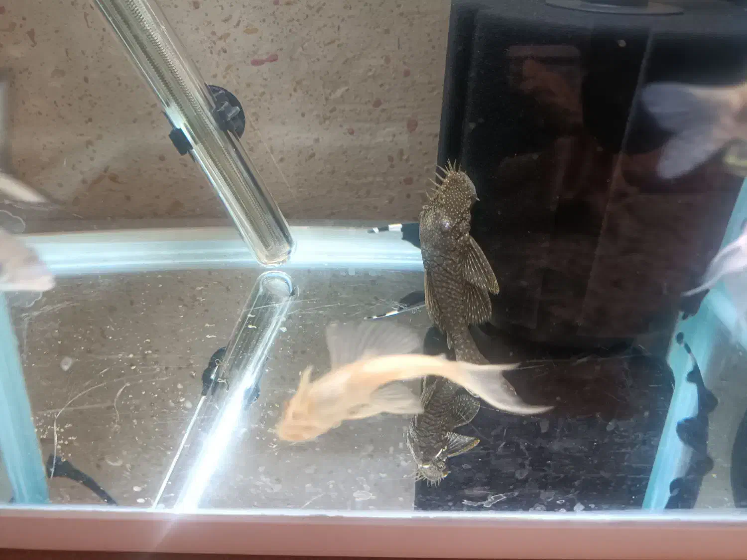 ماهی آکواریومی|ماهی|مرودشت, فاز دوم شهرک فرهنگیان|دیوار