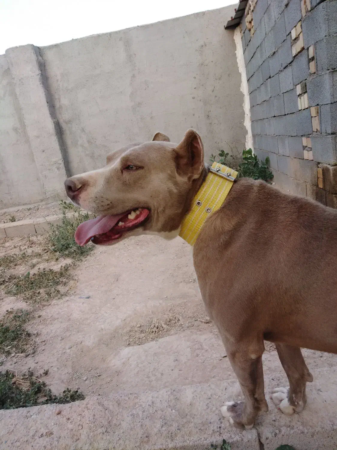 حیوانات واگذاری|سگ|مشهد, جاهد شهر|دیوار