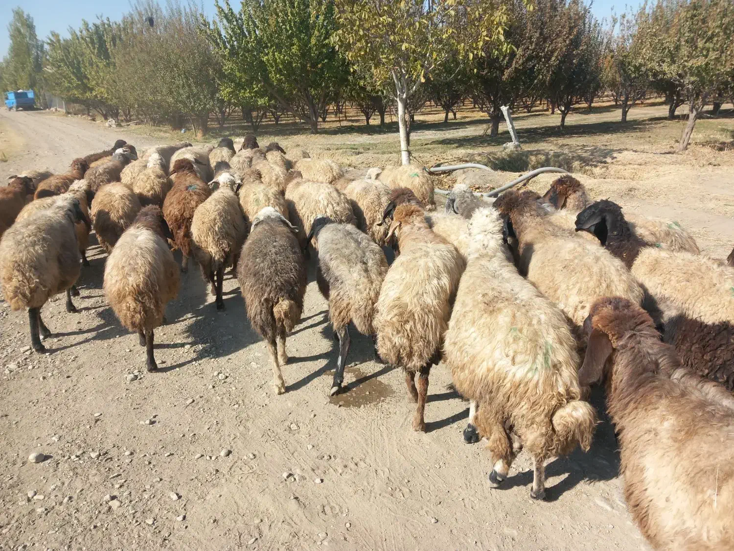 با سلام فروش ۴۵راس میش آبستن سنگین یکشم زاییده|حیوانات مزرعه|محمدبار, |دیوار