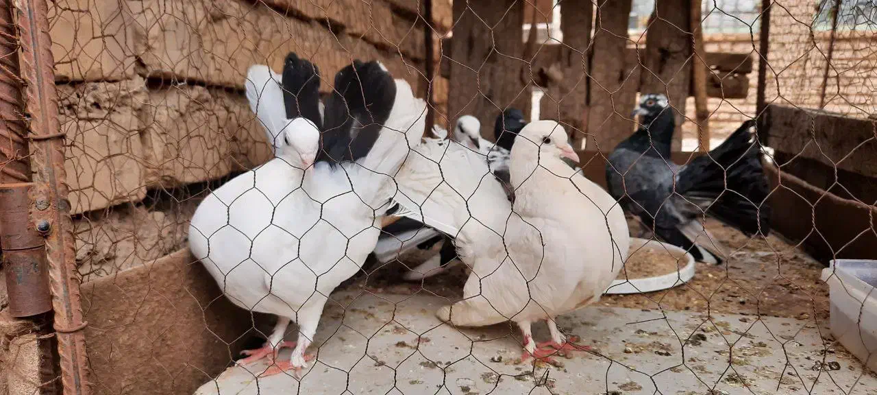 کبوتر|پرنده|اردکان, |دیوار