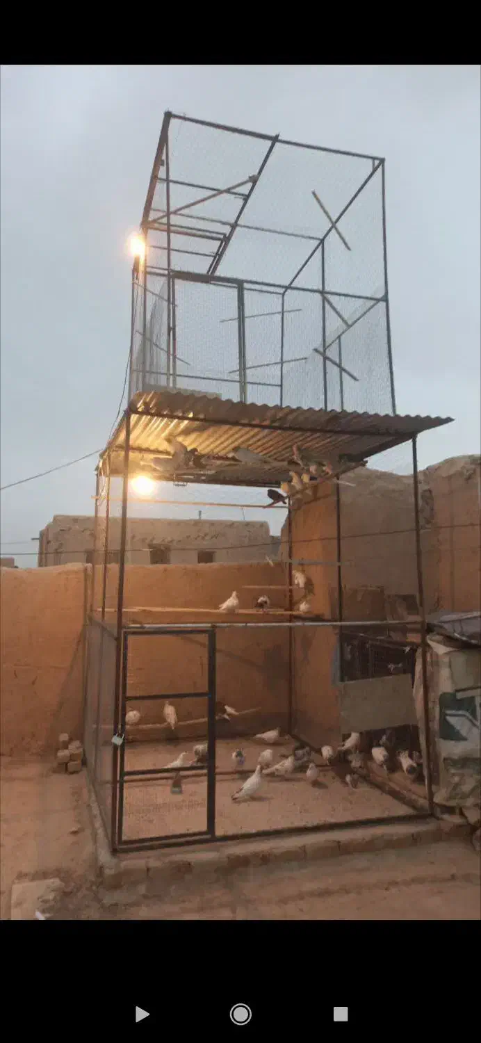 پرون و قفس|لوازم جانبی حیوانات|ساروق, |دیوار