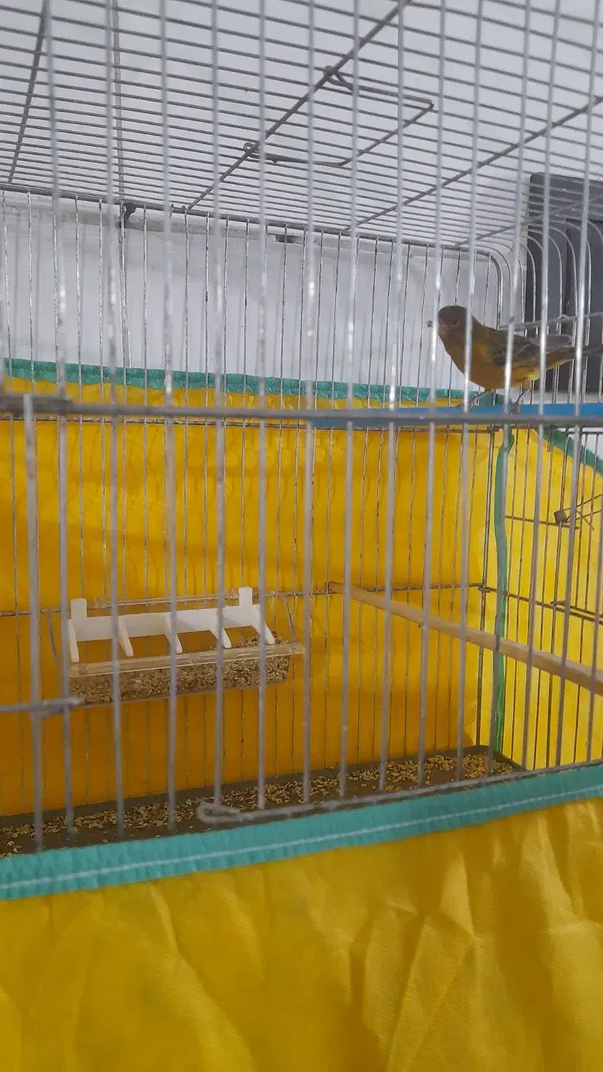 قناری|پرنده|دهگلان, |دیوار