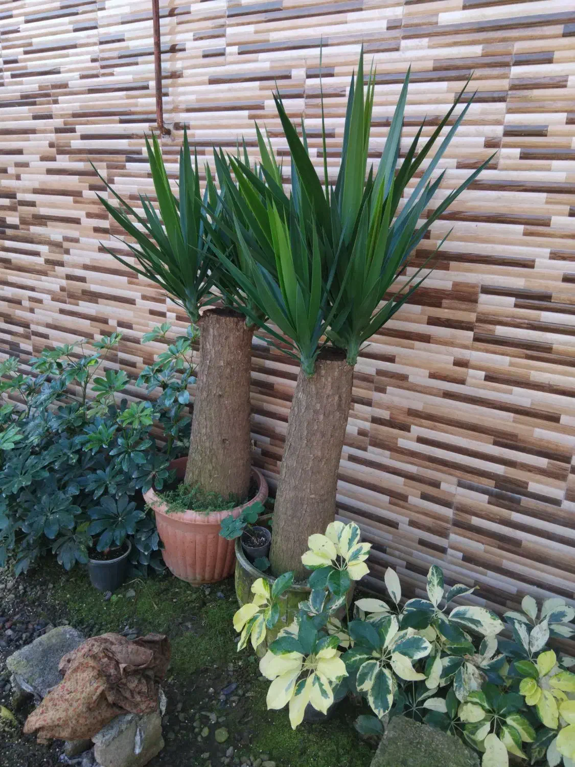 انواع گل های آپارتمانی و گلخانه ای|گل و گیاه طبیعی|لاهیجان, بازکیاگوراب|دیوار