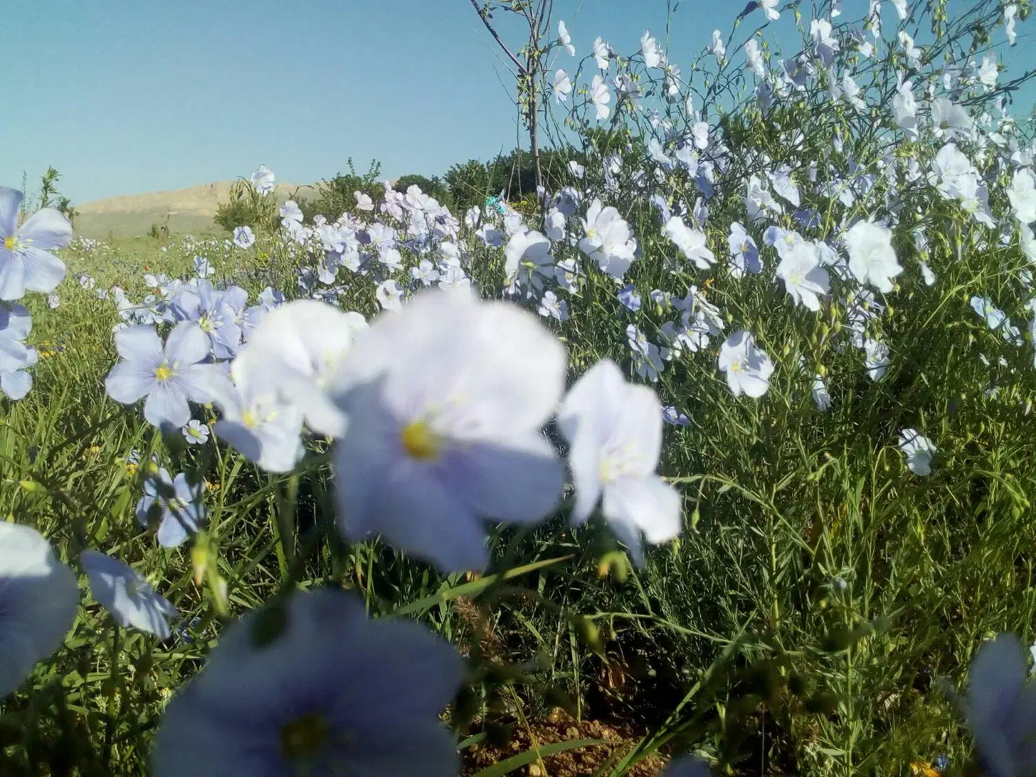 باغ انگورحصار|فروش زمین و ملک کلنگی|قیدار, |دیوار