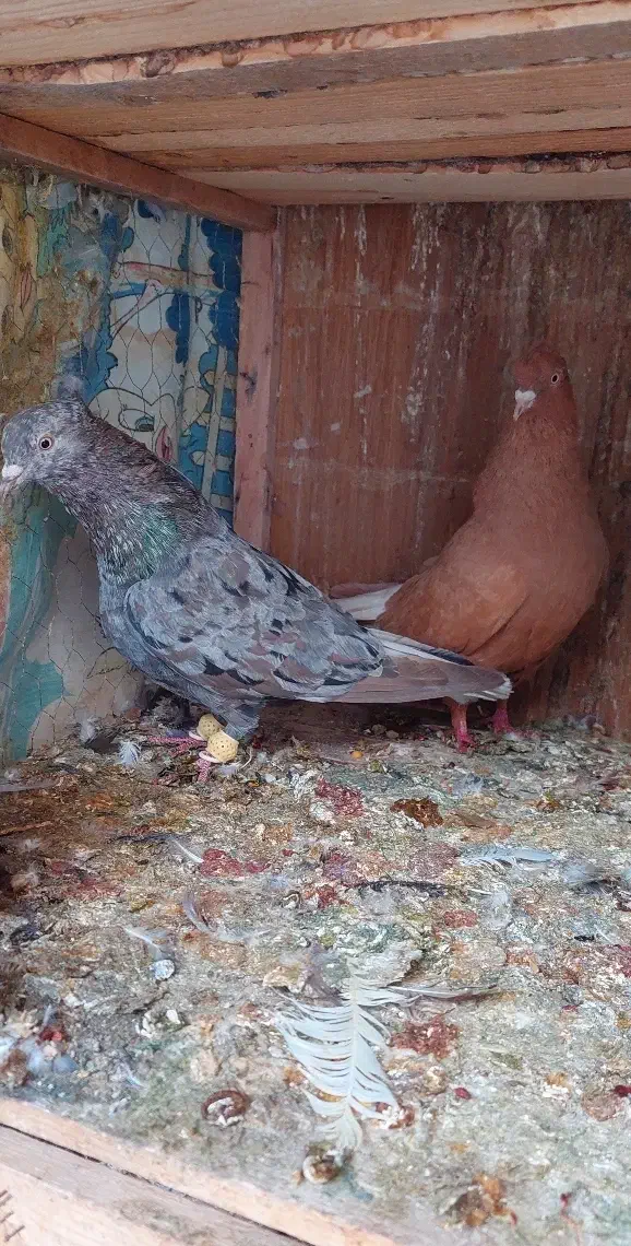 نرماده سرور و زرد دم سفید|پرنده|شیراز, تندگویان|دیوار