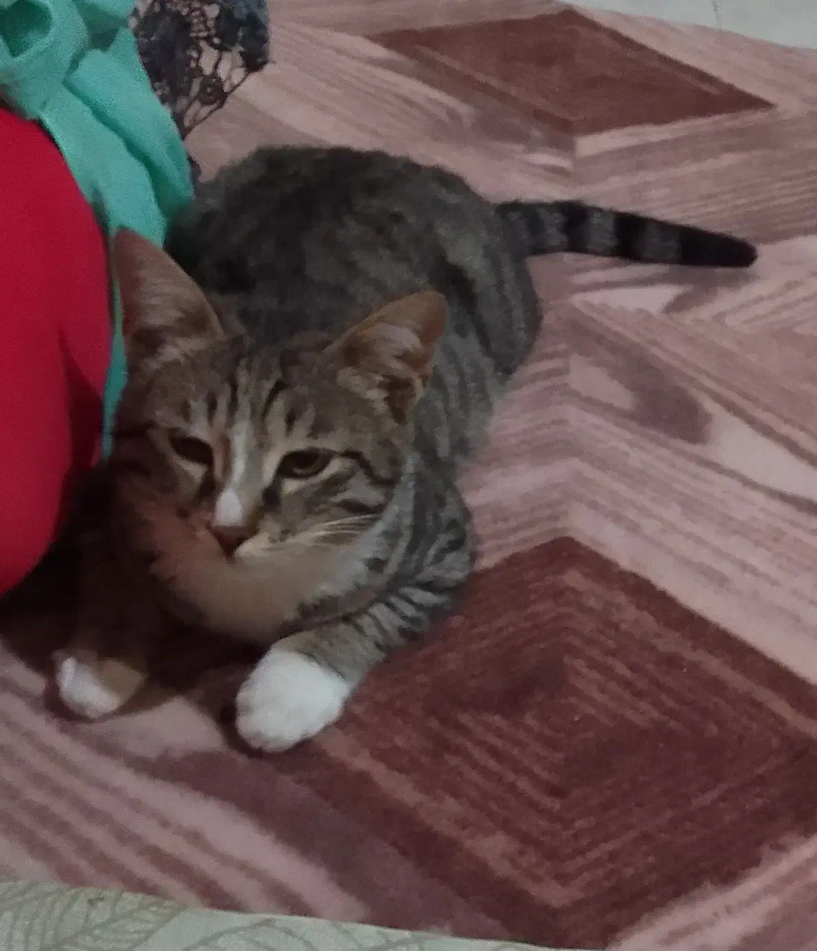 گمشده|حیوانات|آق قلا, |دیوار