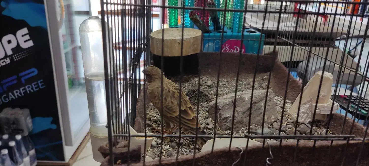 سهره خاکی جوجه امسال|پرنده|محمدیه-قزوین, |دیوار