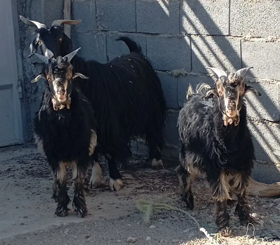 بز گله داری|حیوانات مزرعه|پیر بکران, |دیوار