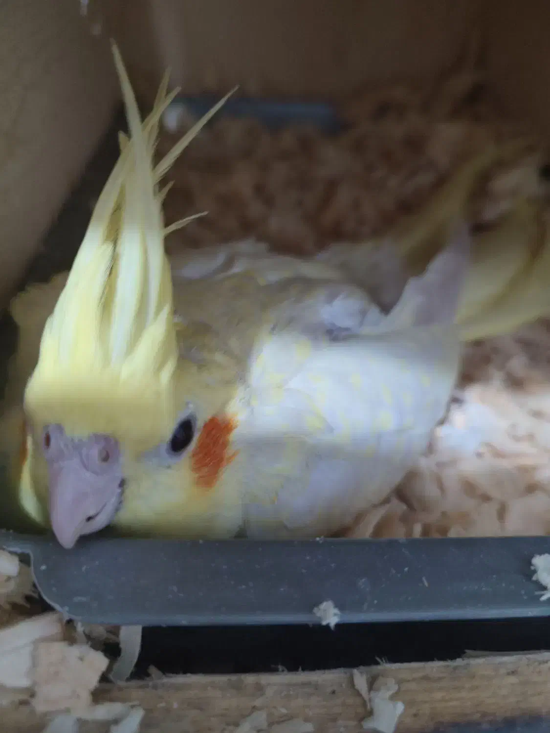 عروس هلندی مولد و فنچ مصری مولد|پرنده|شیراز, شهرک جماران|دیوار