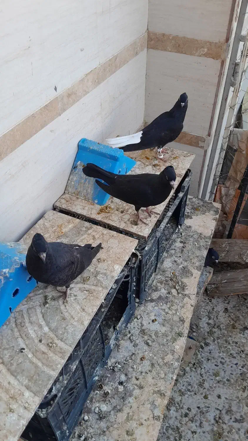 تعدادی مجسمه|مجسمه، تندیس، ماکت|خرمشهر, |دیوار