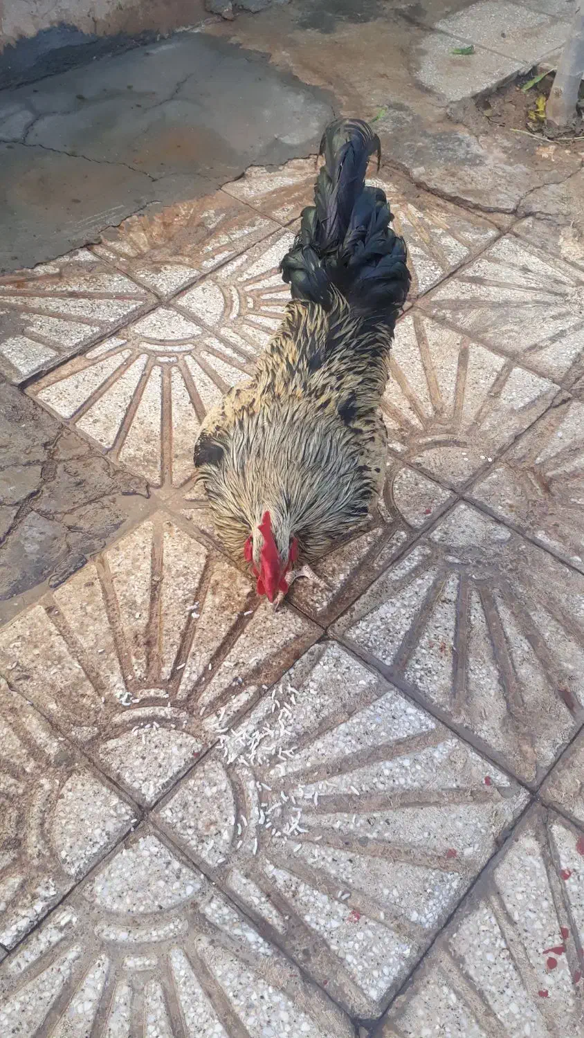 خروس محلی چاق|حیوانات مزرعه|کوهدشت, |دیوار