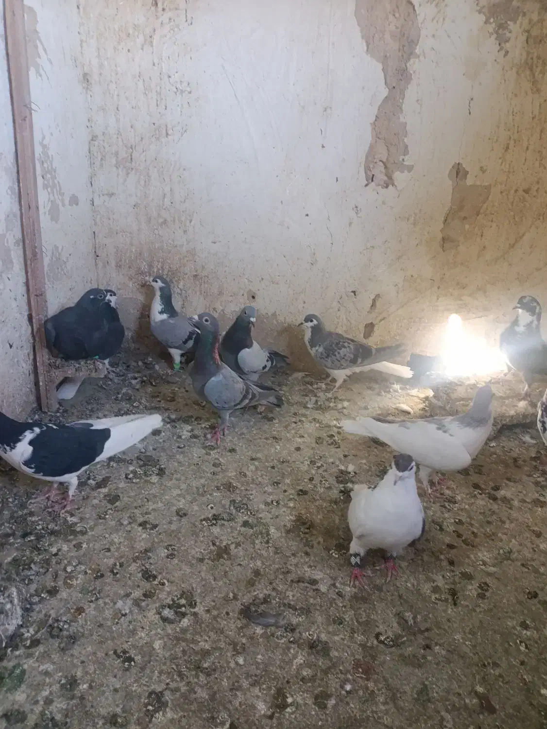 کبوترنوبازی|پرنده|مشهد, نیزه|دیوار