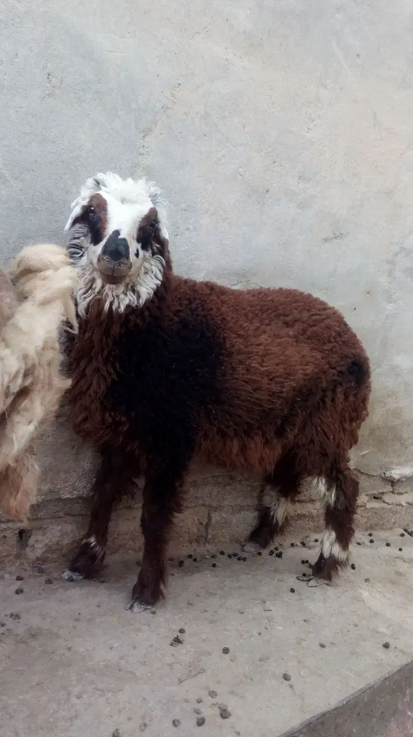 بره ماده|حیوانات مزرعه|هندیجان, |دیوار