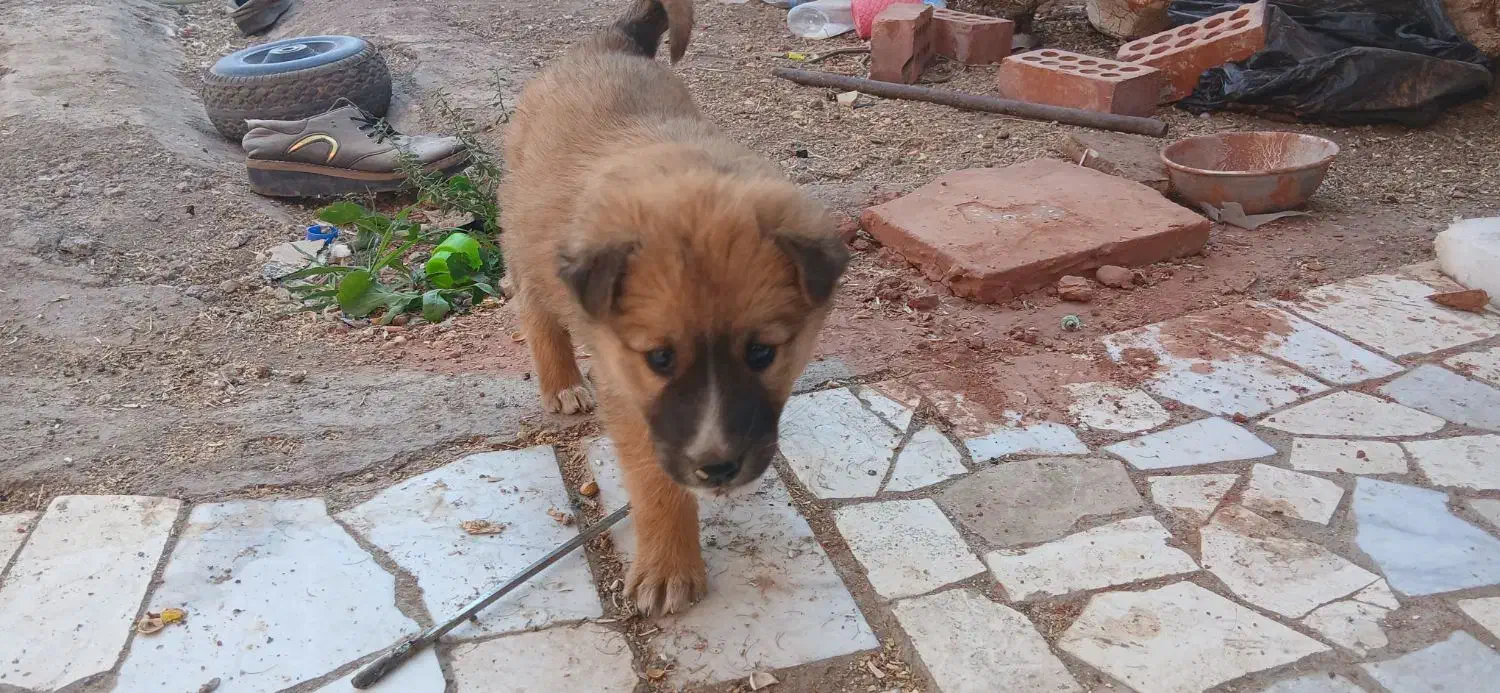 بچه سگ تربتی|سگ|رفسنجان, |دیوار