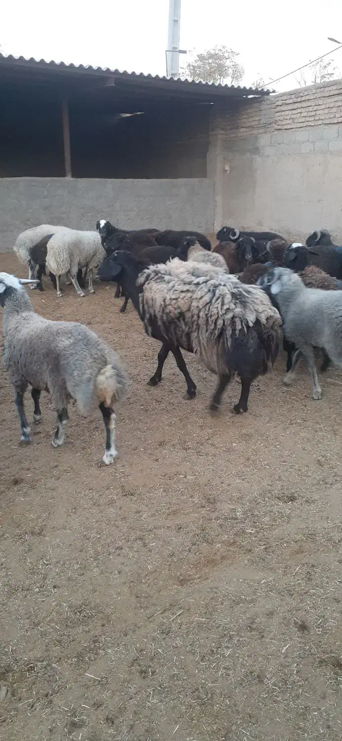 یک راس قوچ چالی چاق کار بلد|حیوانات مزرعه|پیشوا, |دیوار