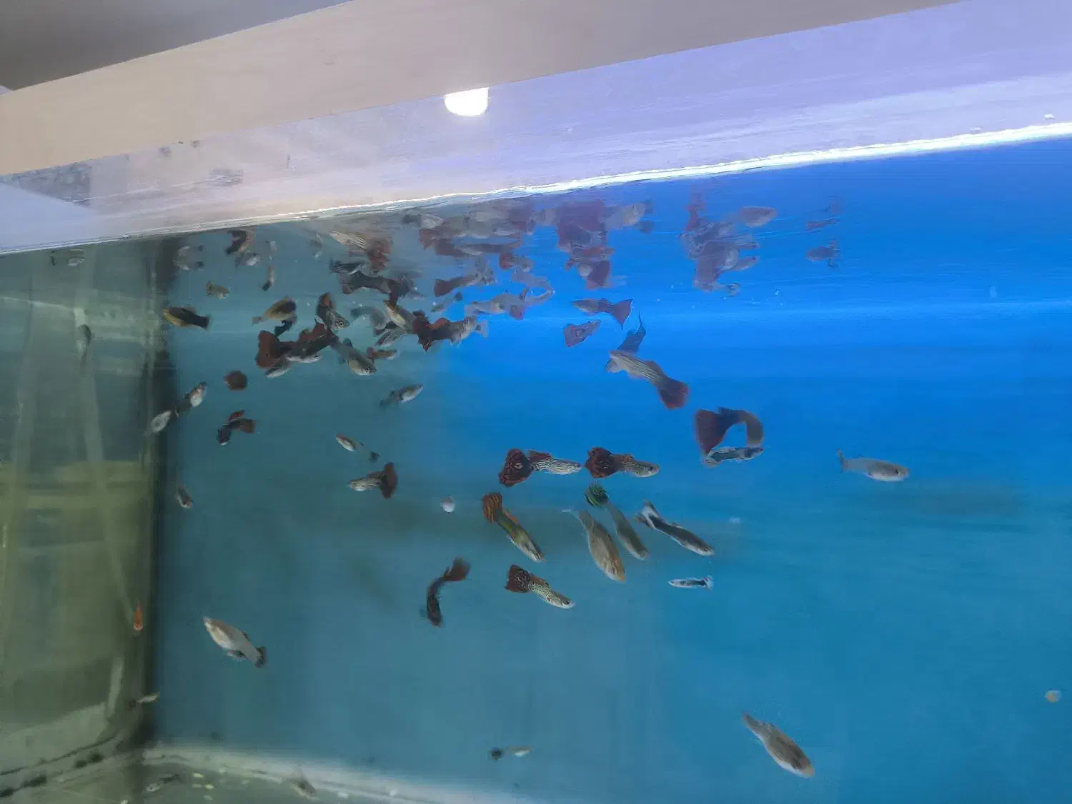 انواع ماهی آکواریومی با قیمت مناسب|ماهی|قائم‌شهر, |دیوار