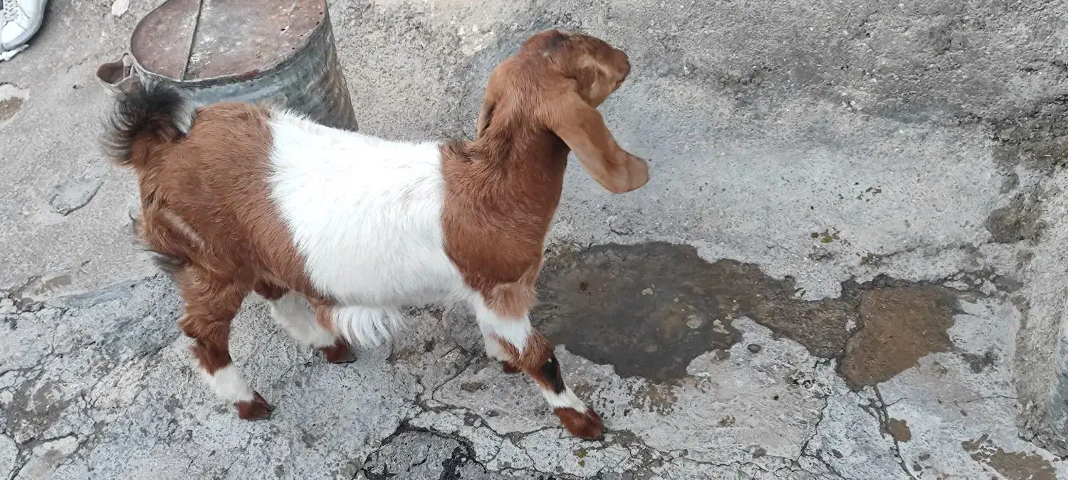 بزغاله ماده|حیوانات مزرعه|ایوان, |دیوار