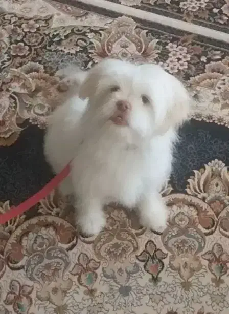 شیتزو|سگ|یاسوج, |دیوار