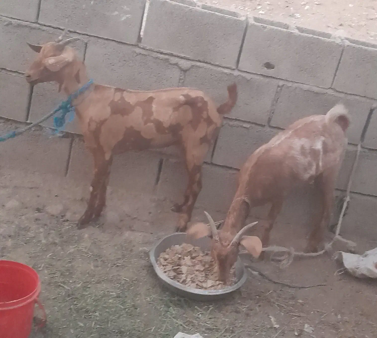 ۳ عدد بز فروش میرسد|حیوانات مزرعه|میناب, |دیوار