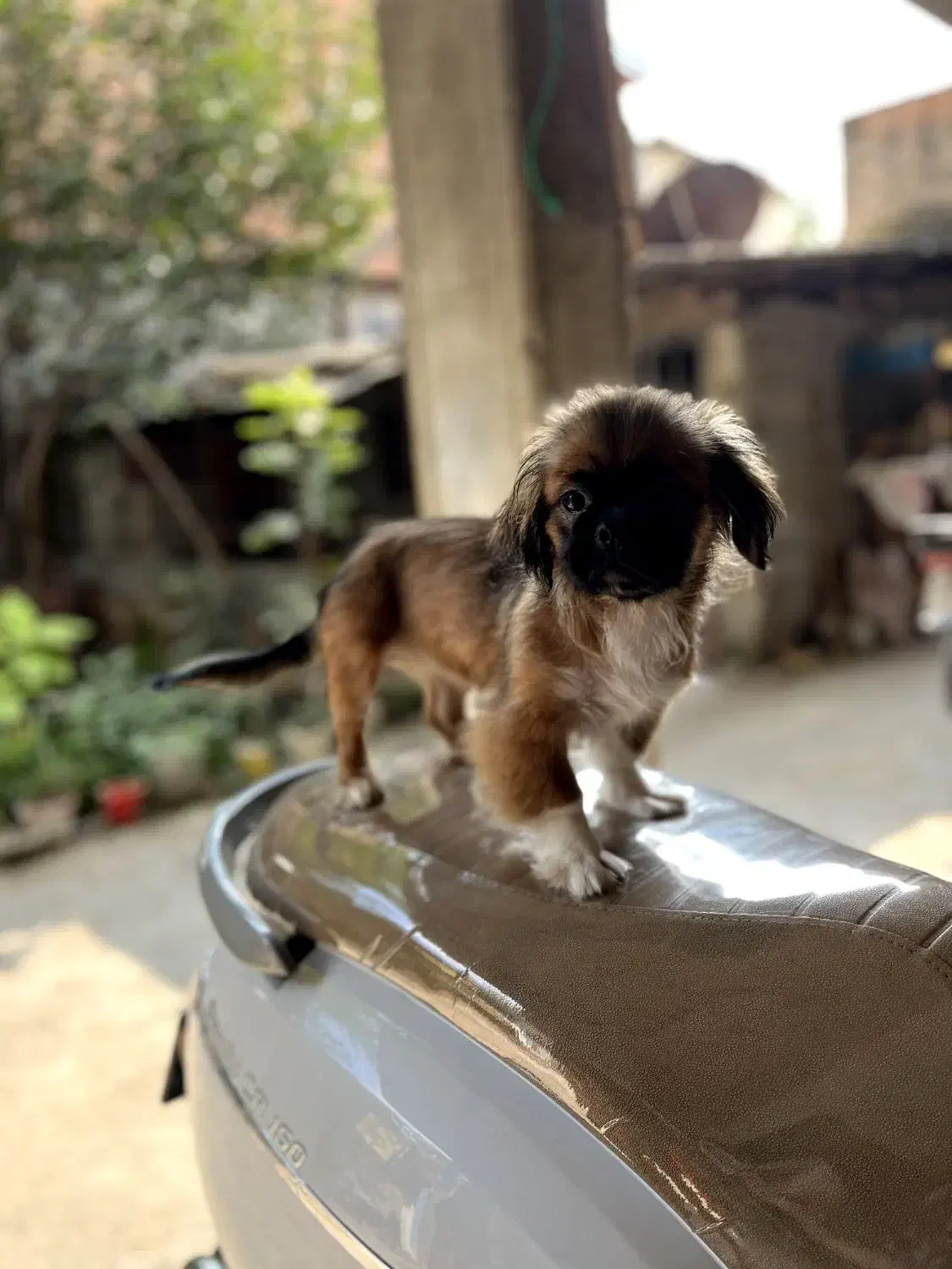 سگ خانگی پیکینیز امپریال|سگ|ساری, |دیوار