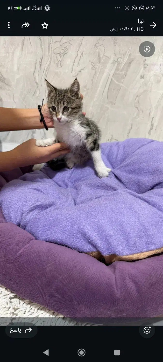 گربه|گربه|تبریز, |دیوار