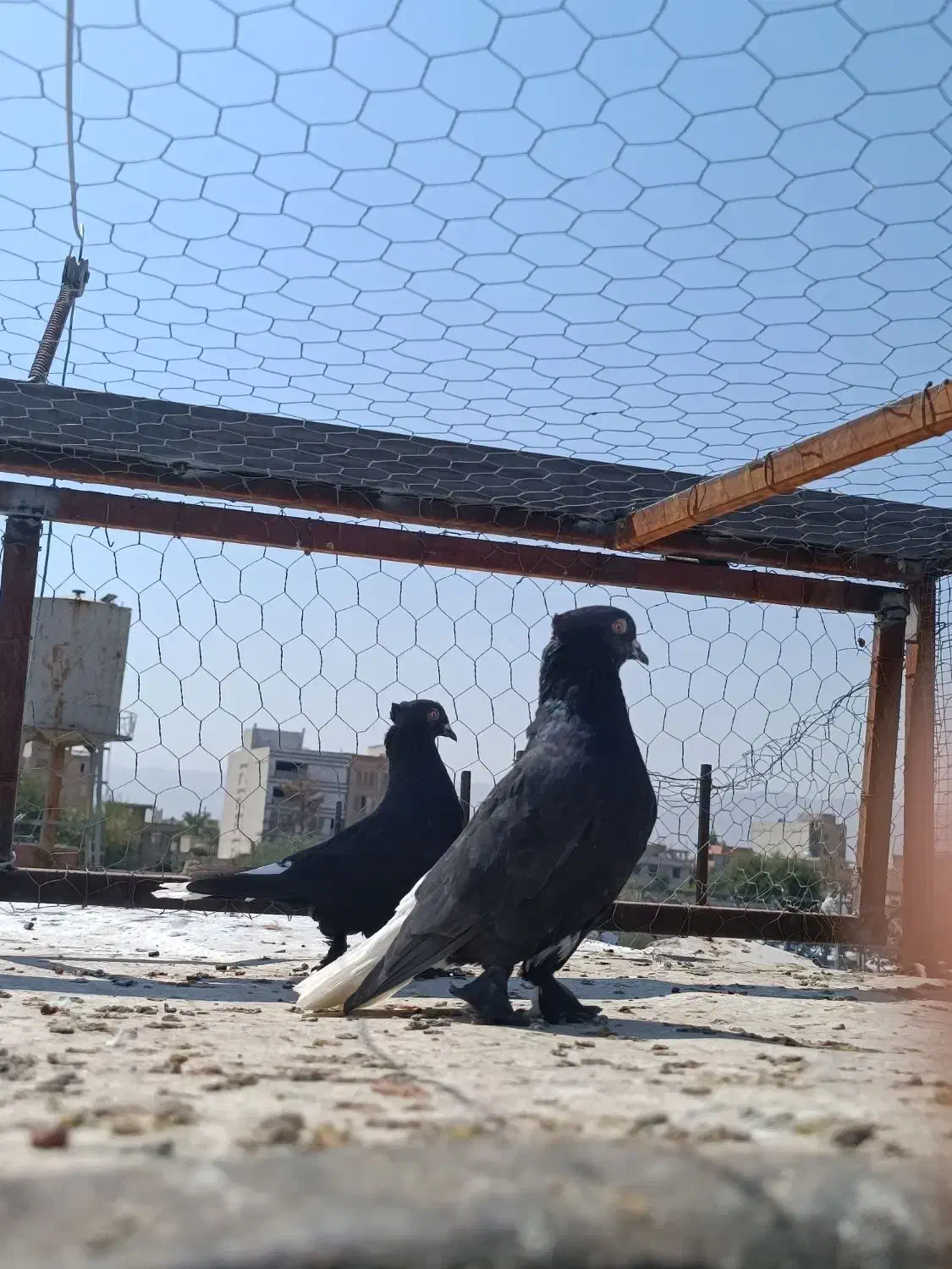 کفتر دمب سفید|پرنده|شیراز, دباغ خانه|دیوار