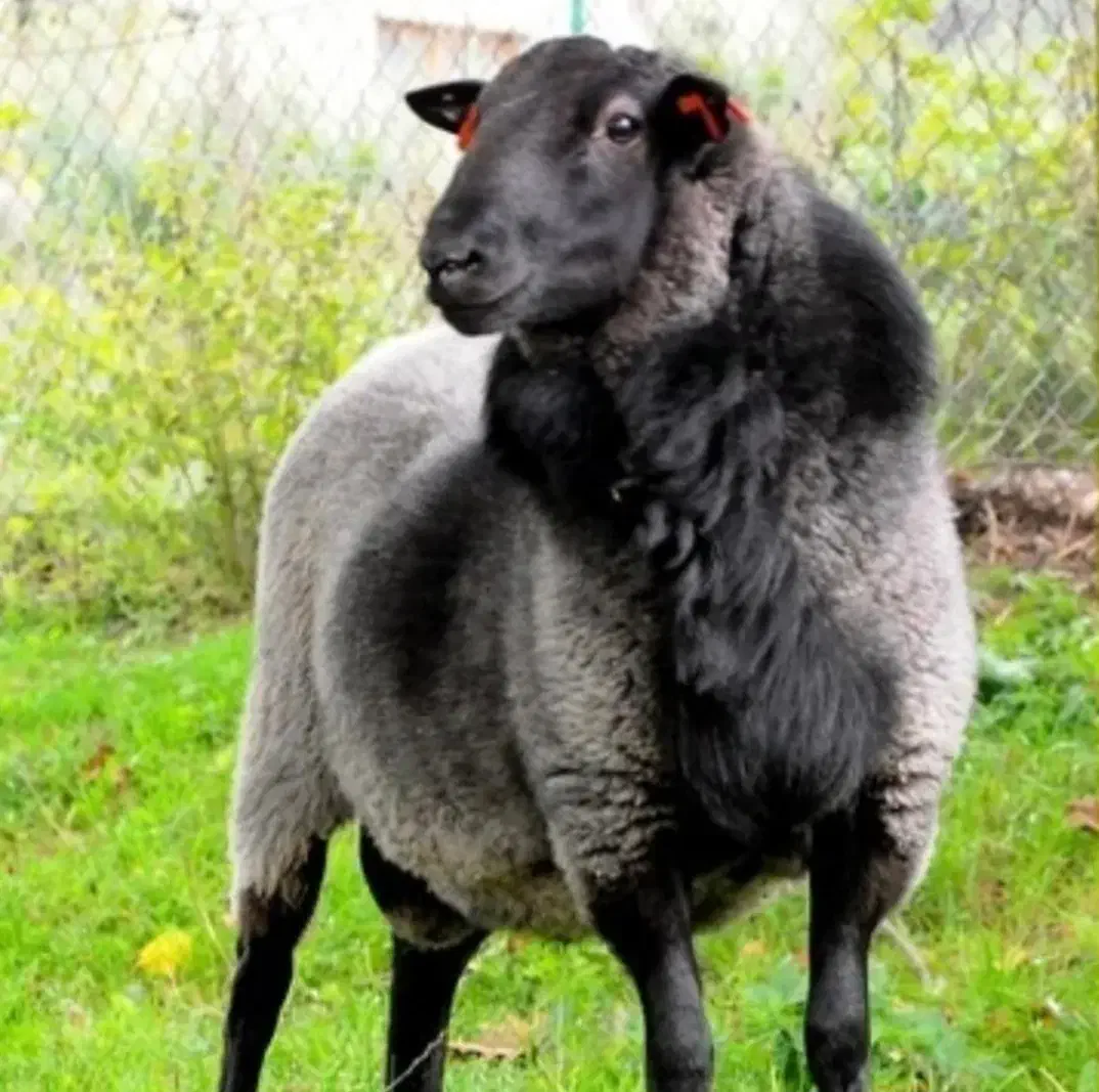 ذبح حلال گوسفند و قصابی در محل(قصاب شرعی سیار)|خدمات پذیرایی، مراسم|اردبیل, |دیوار