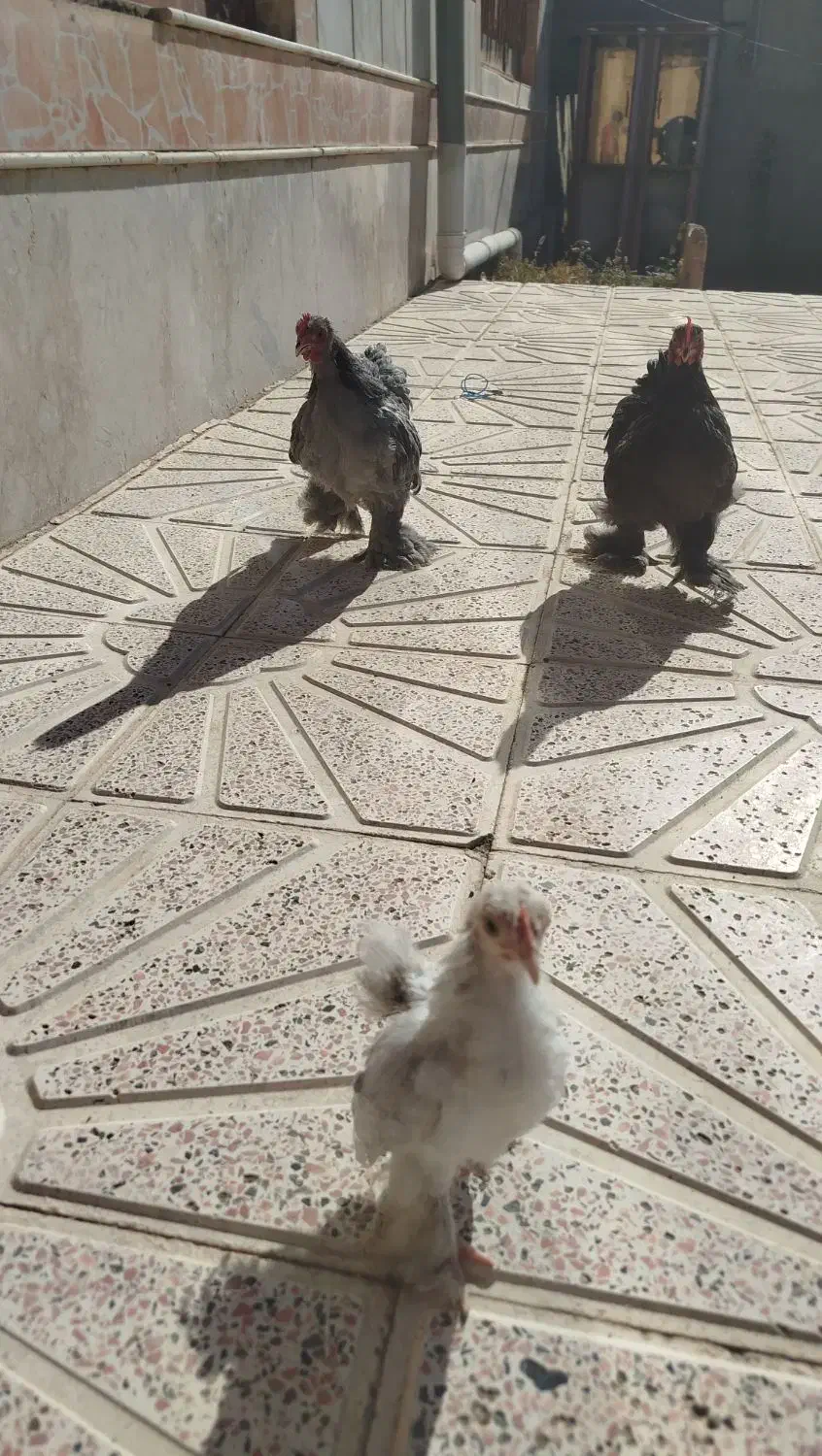 مرغ و خروس تزیینی و تخمی|حیوانات مزرعه|جلگه رخ, |دیوار