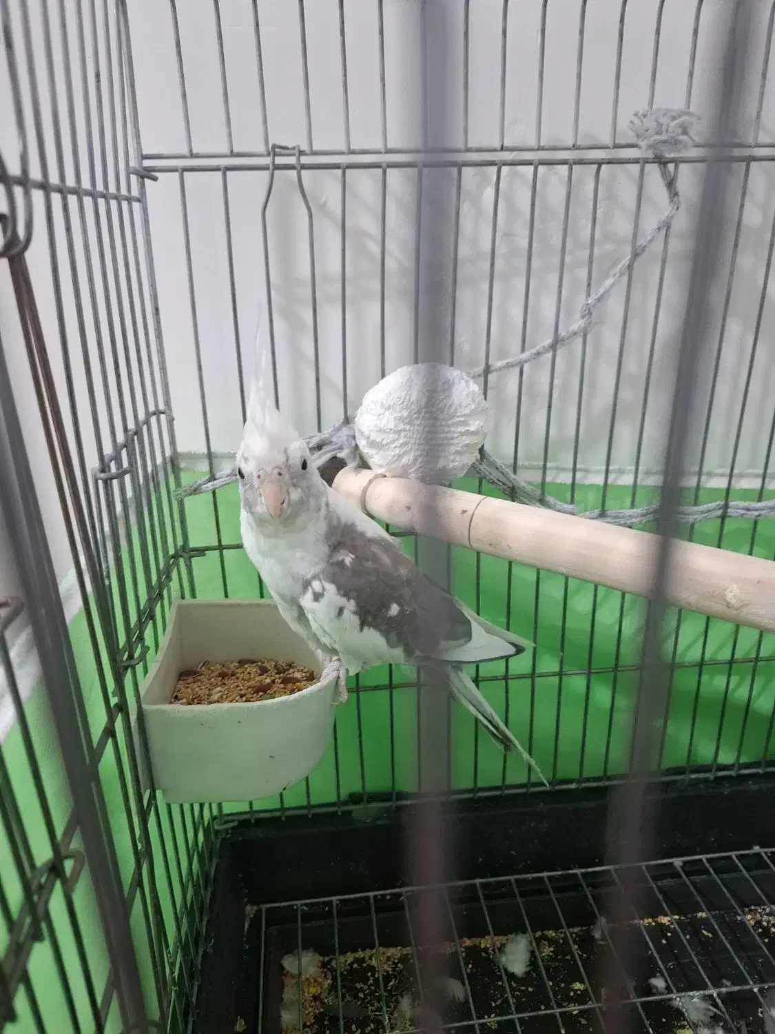 عروس هلندی دوکت البینو|پرنده|ماهدشت, |دیوار