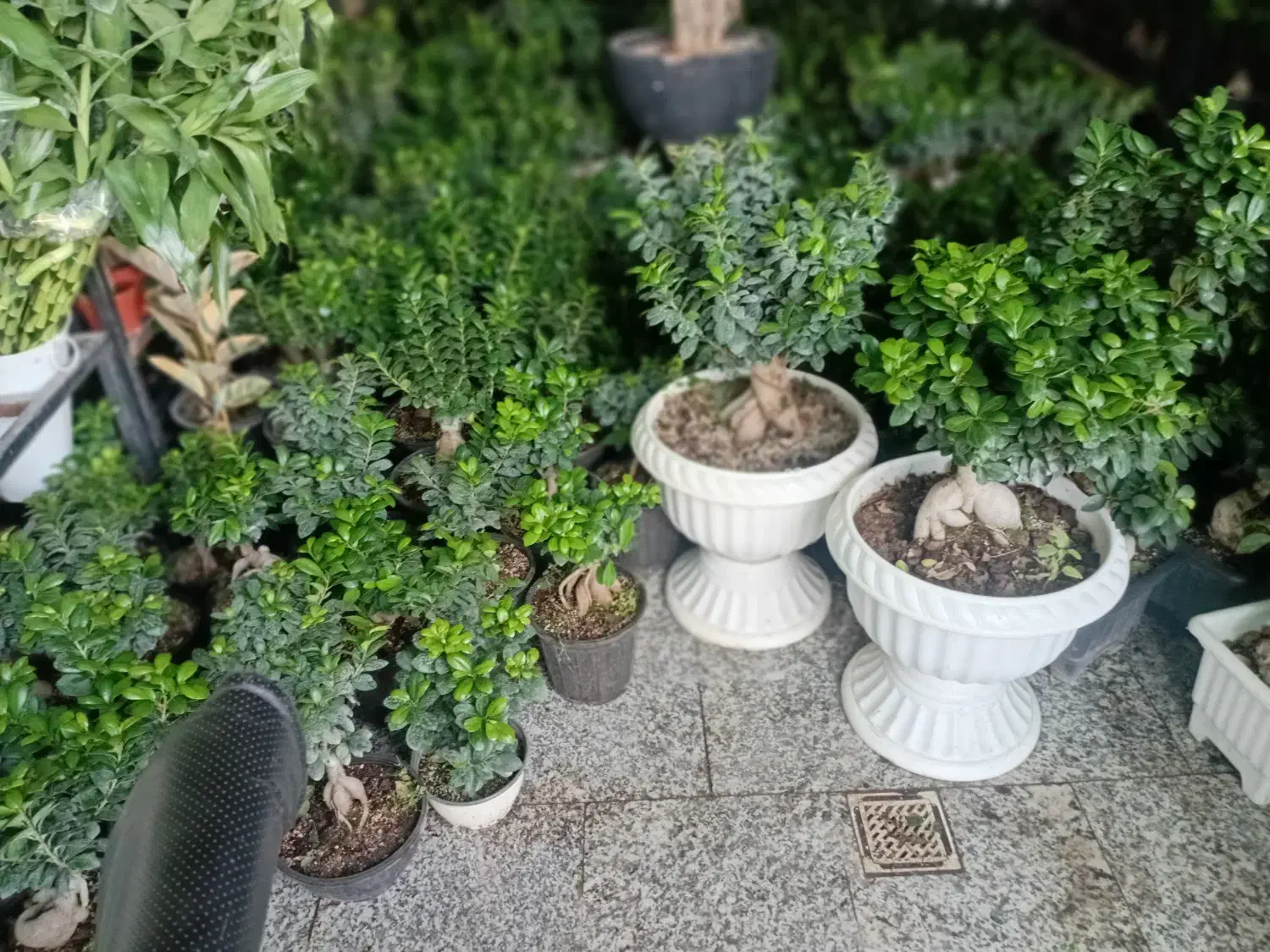 پخش عمده وتک فروشی گل های اپارتمانی به سراسر کشور|گل و گیاه طبیعی|پاکدشت, پاکدشت (مامازند)|دیوار