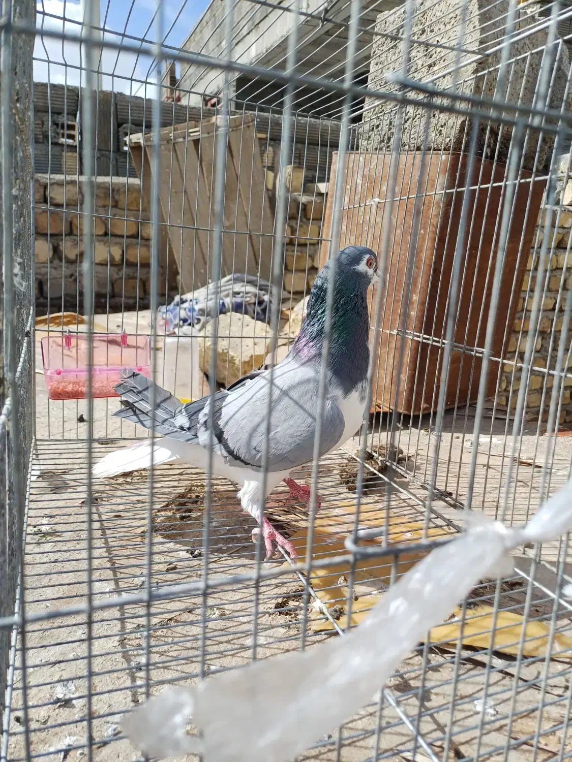 کبوتر دمگیر و سینه ایی|پرنده|خمینی‌شهر, |دیوار