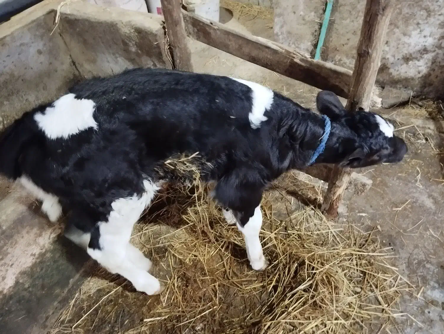 گوساله نر شیرخوار|حیوانات مزرعه|رشت, حومه رشت|دیوار