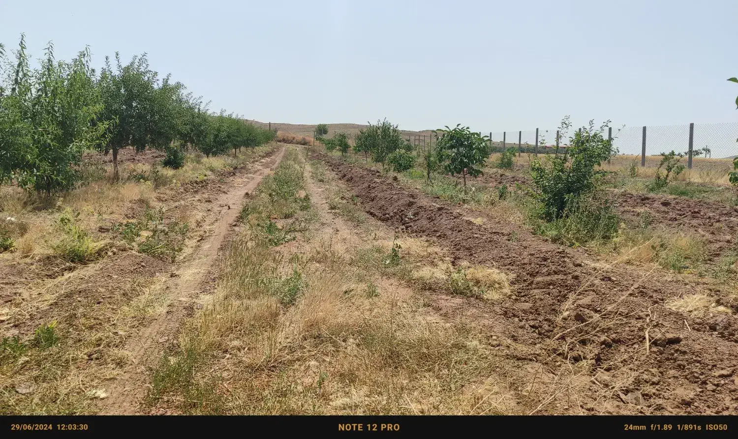 باغ ۱۰ ساله فنس کشی با ۳۰۰ تا نهال و چاه آب|فروش زمین و ملک کلنگی|محمدیه-قزوین, |دیوار