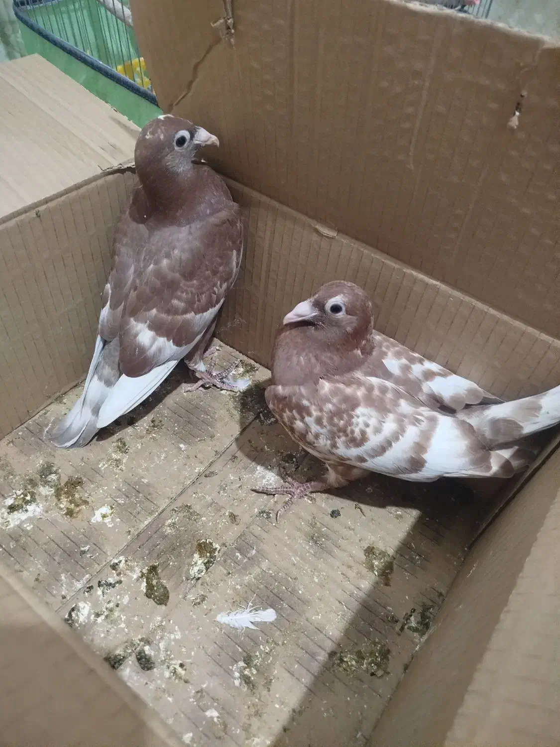 دوتا جوجه کبوتر میلمنز|پرنده|سعدآباد, |دیوار